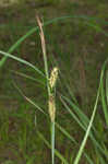 Shoreline sedge